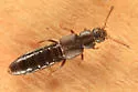 Atheta novaescotiae