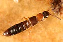 Atheta pennsylvanica