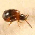 Atheta pennsylvanica - photo 2