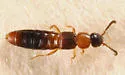 Atheta pennsylvanica - photo 3