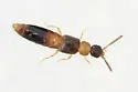 Atheta pennsylvanica - photo 4