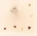 Atheta platonoffi - photo 2