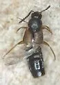 Atheta pseudomodesta - Atheta pseudomodesta