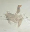 Atheta pseudomodesta - photo 2