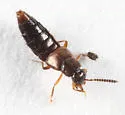 Atheta ventricosa - Atheta ventricosa