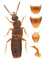 Atheta ventricosa - photo 2