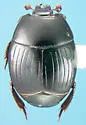 Atholus americanus