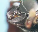Atholus americanus - photo 3