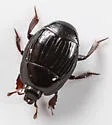 Atholus americanus - photo 4