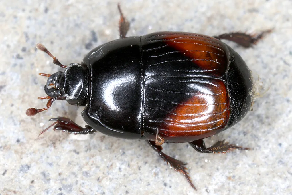 Atholus bimaculatus