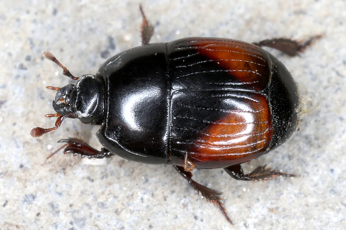 Atholus bimaculatus - photo 3