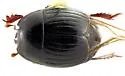 Atholus confinis