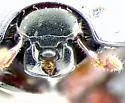 Atholus confinis - photo 4
