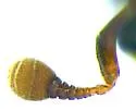Atholus confinis - photo 5