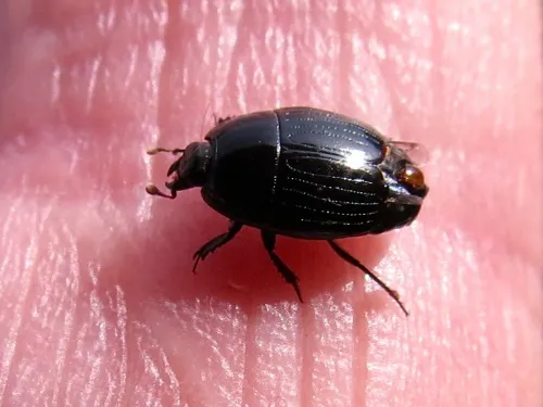 Atholus duodecimstriatus