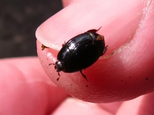 Atholus duodecimstriatus - photo 2