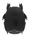 Atholus falli - Atholus falli