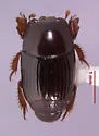 Atholus minutus