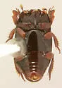 Atholus minutus - photo 2