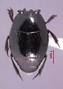 Atholus nubilus