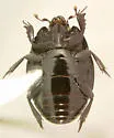 Atholus nubilus - photo 2