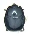 Atholus nubilus - photo 3