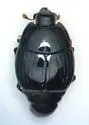 Atholus nubilus - photo 4