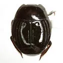 Atholus nubilus - photo 5