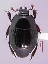 Atholus relictus - Atholus relictus