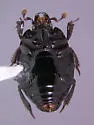 Atholus relictus - photo 2