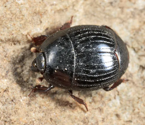 Atholus sedecimstriatus - Atholus sedecimstriatus