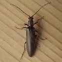 Athoplastus acutus