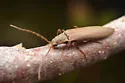 Athoplastus rainieri - photo 3