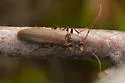 Athoplastus rainieri - photo 4