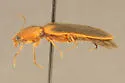 Athous axillaris