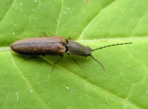 Athous bicolor