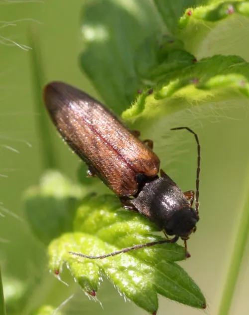 Athous bicolor - photo 2