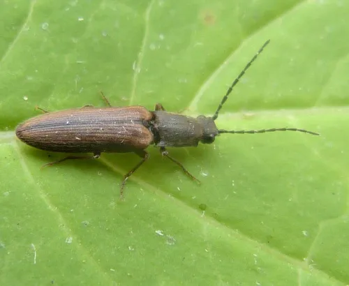 Athous bicolor - photo 4