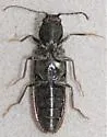 Athous cribratus - photo 2