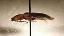 Athous excavatus - photo 2