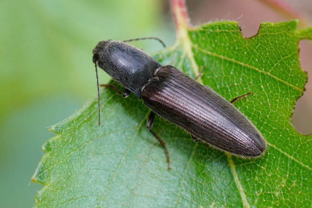 Athous haemorrhoidalis - photo 3