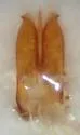 Athous imitans - photo 5