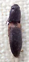 Athous limbatus