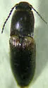 Athous limbatus - photo 3