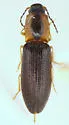 Athous neacanthus - Athous neacanthus