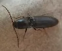 Athous nigropilis - Athous nigropilis