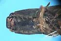 Athous nigropilis - photo 5