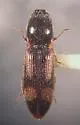 Athous opilinus - Athous opilinus