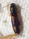 Athous opilinus - photo 2