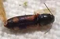 Athous opilinus - photo 3